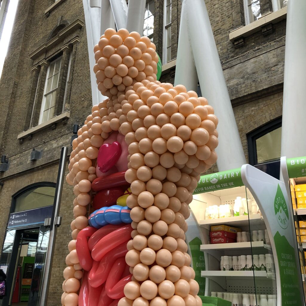 Balloon Anatomy Sculpture